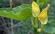 Aristolochia clematitis