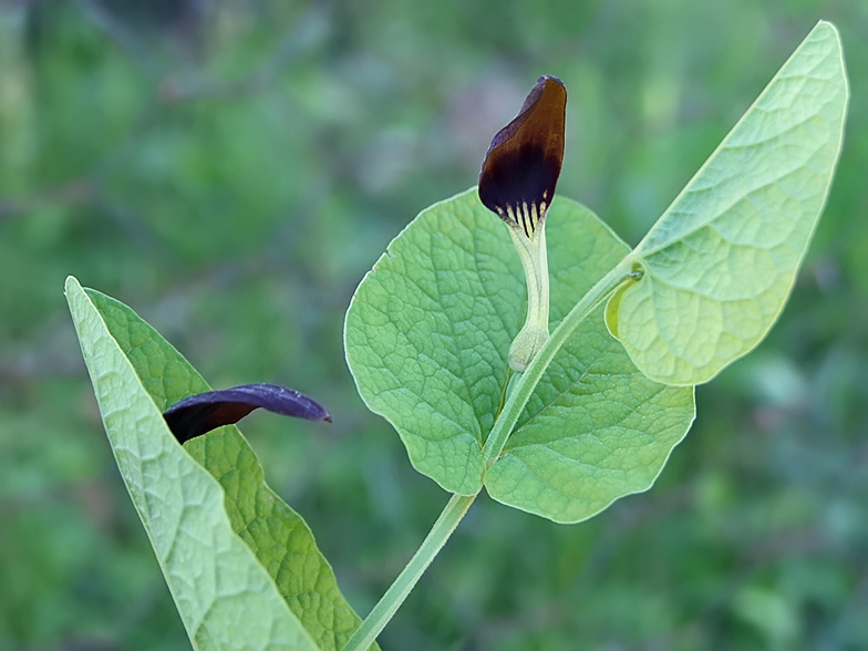 Aristolochia rotunda