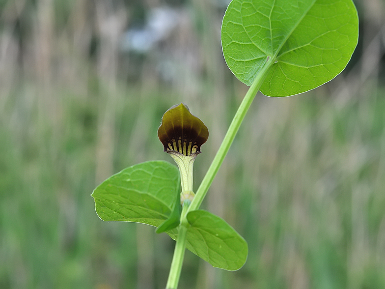 Aristolochia rotunda