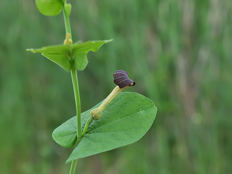 Aristolochia rotunda