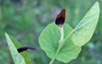 Aristolochia rotunda