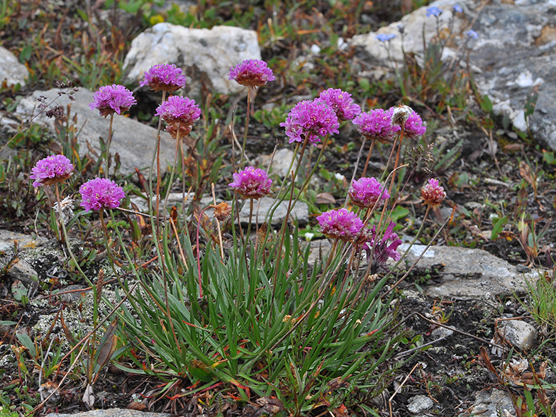 Armeria alpina