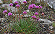 Armeria alpina