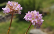 Armeria arenaria