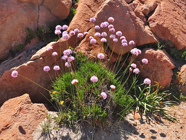 Armeria pungens