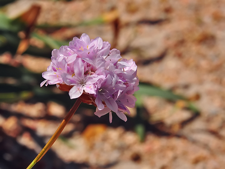 Armeria pungens