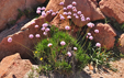 Armeria pungens