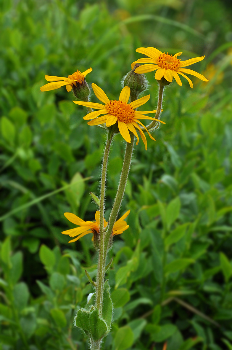 Arnica montana