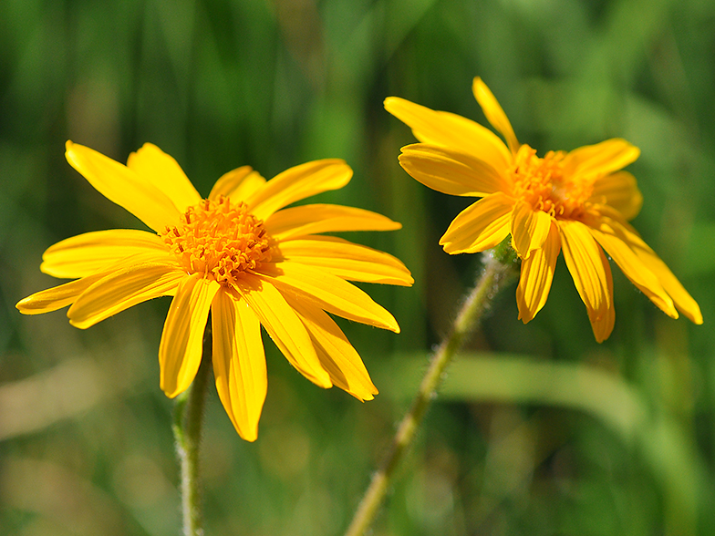 Arnica montana