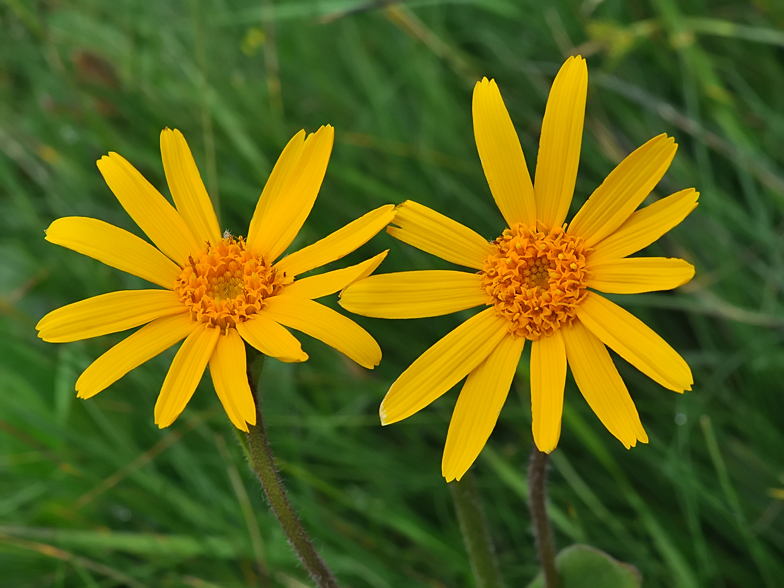 Arnica montana