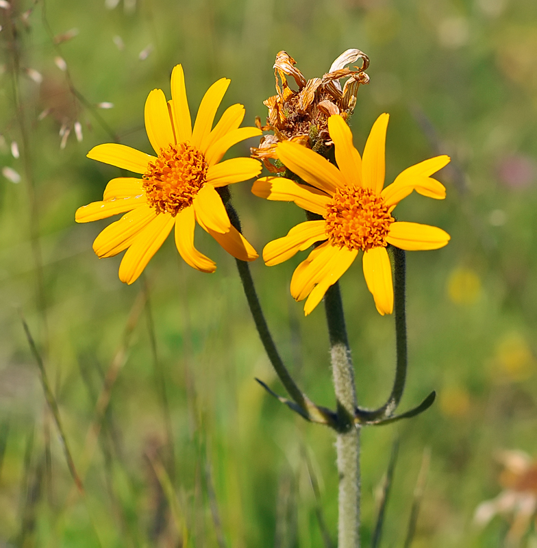 Arnica montana