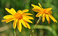 Arnica montana