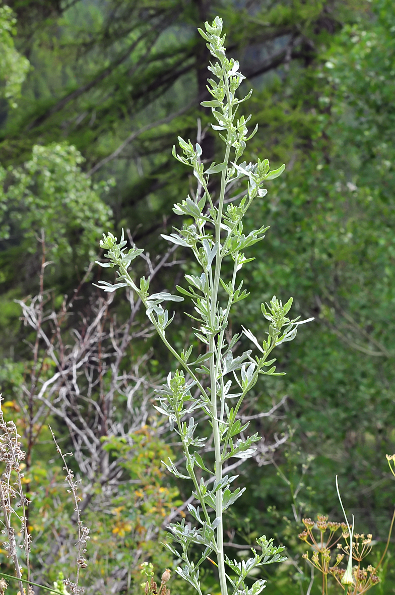 Artemisia absinthium