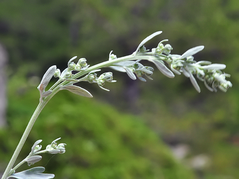 Artemisia absinthium