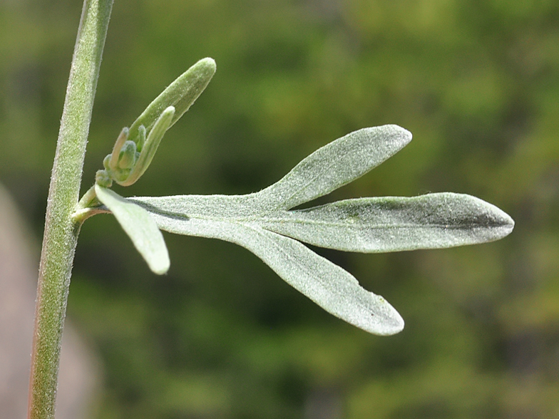 Artemisia absinthium