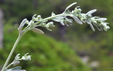 Artemisia absinthium