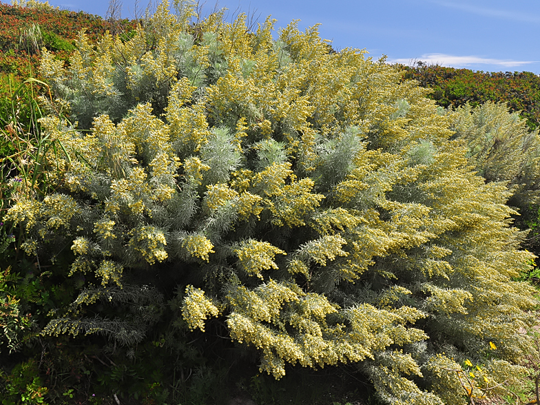 Artemisia arborescens