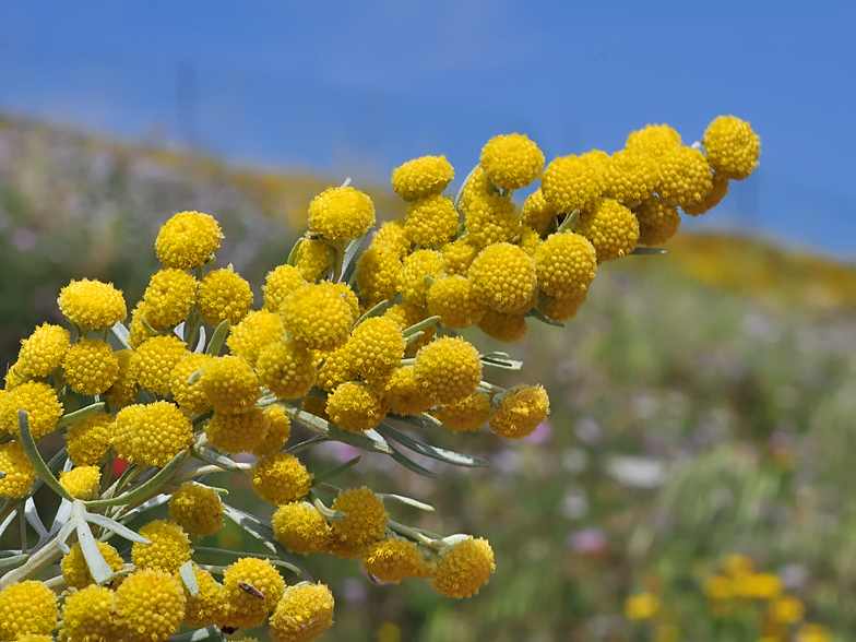 Artemisia arborescens