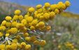 Artemisia arborescens