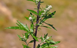 Artemisia vulgaris