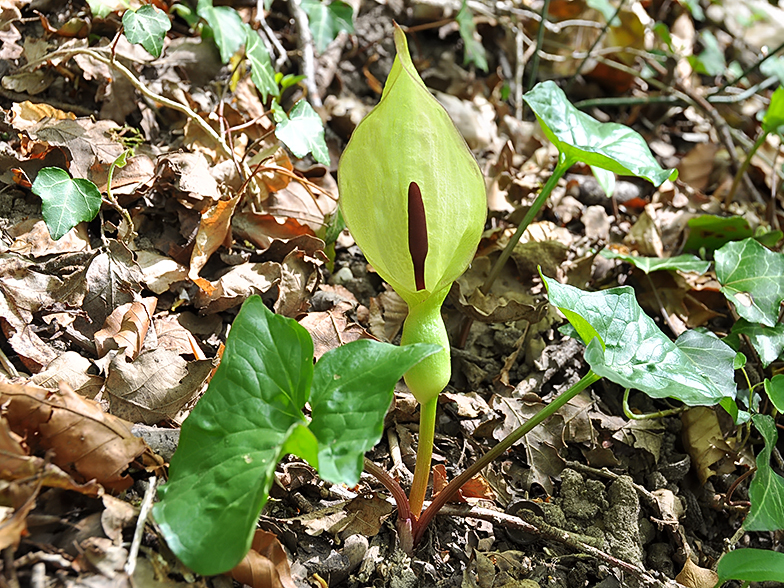 Arum maculatum