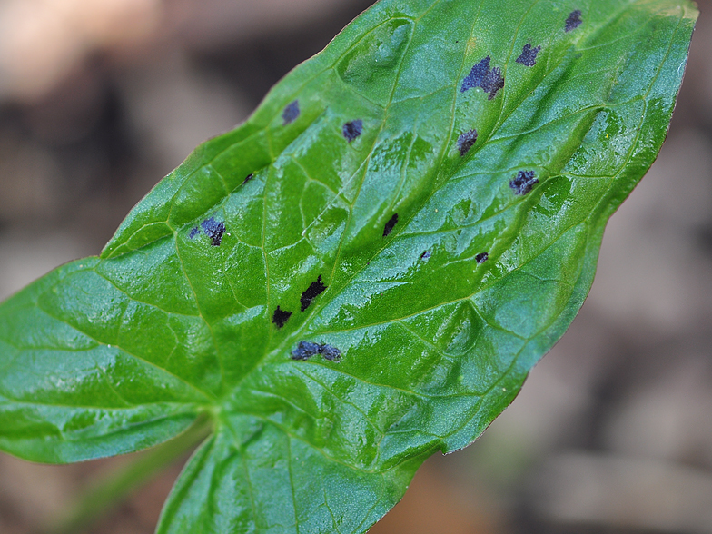 Arum maculatum