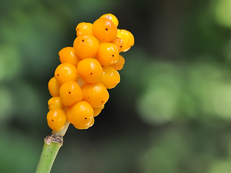 Arum maculatum