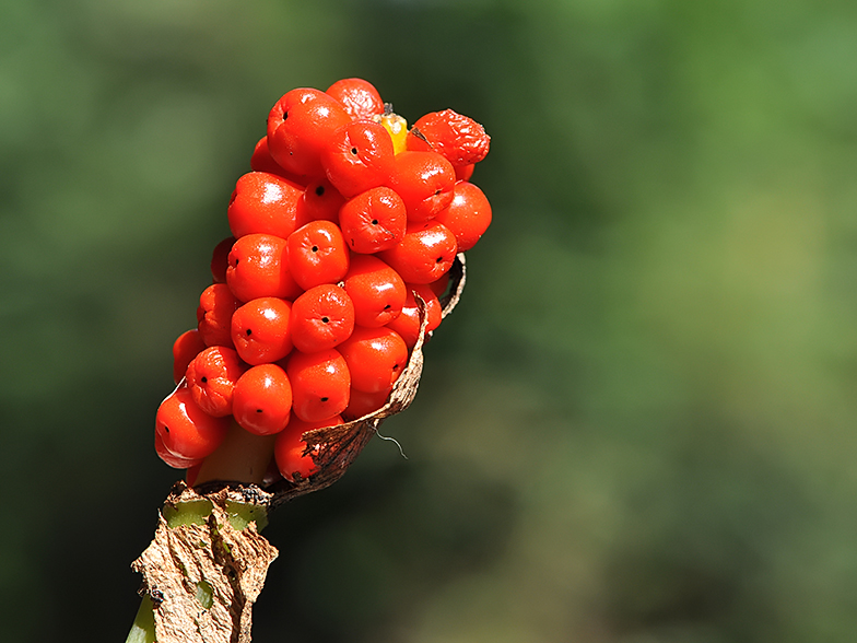 Arum maculatum