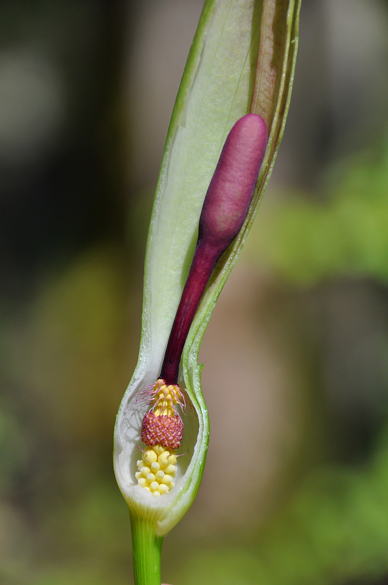 Arum maculatum