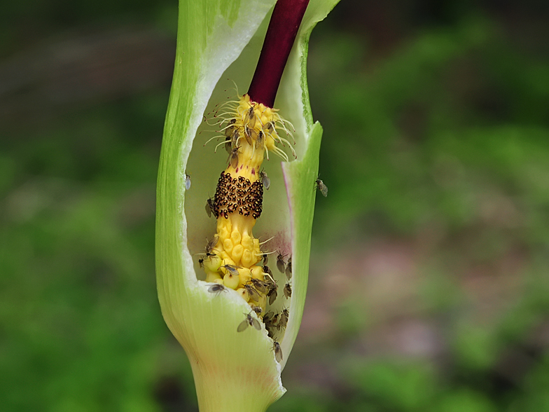 Arum maculatum mouches