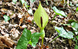 Arum maculatum