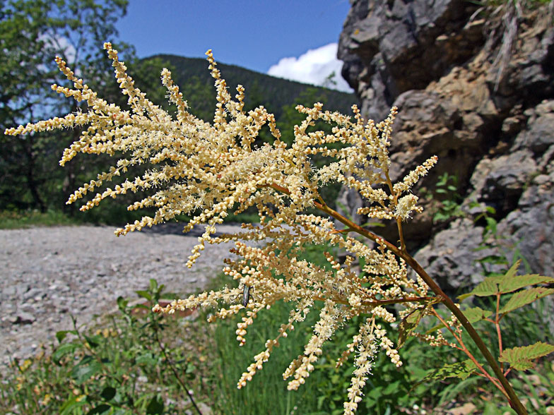 Aruncus dioicus