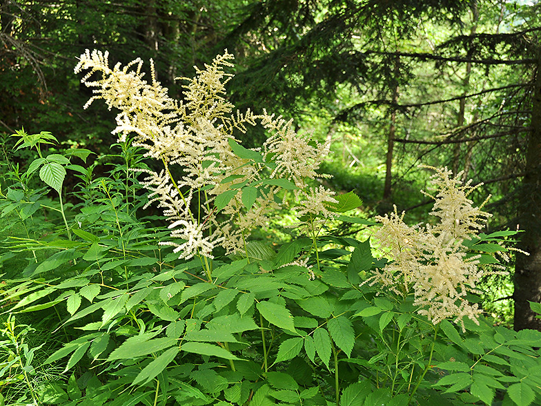 Aruncus dioicus