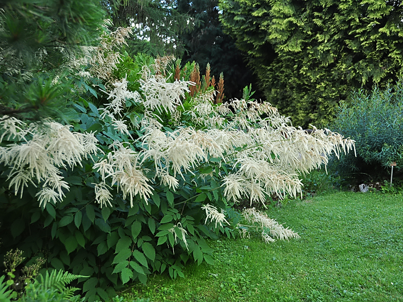 Aruncus dioicus