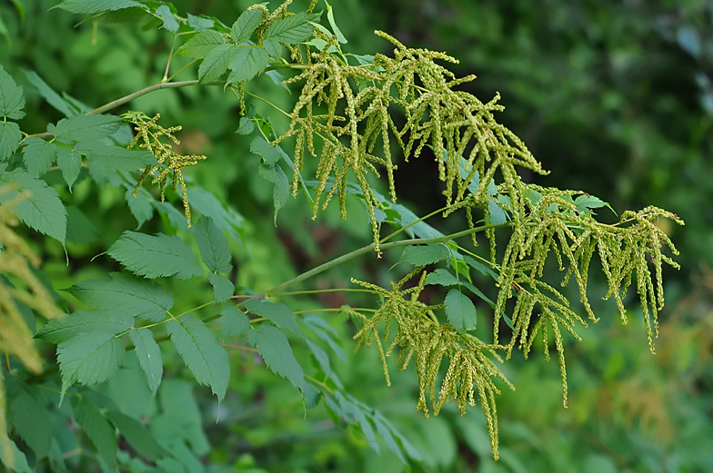 Aruncus dioicus