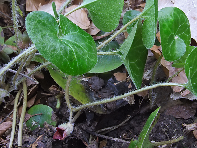 Asarum europaeum