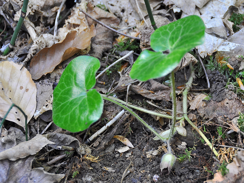 Asarum europaeum