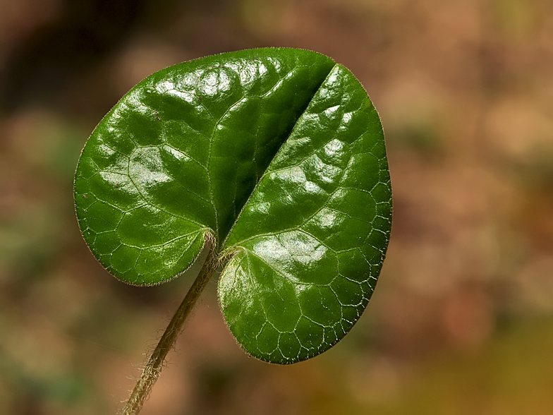 Asarum europaeum feuille