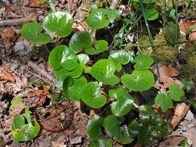 Asarum europaeum