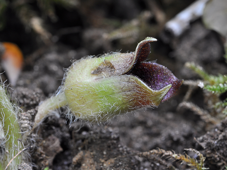 Asarum europaeum