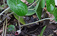 Asarum europaeum