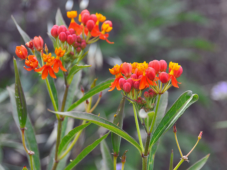 Asclepias curassavica
