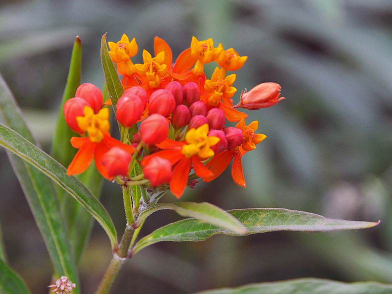 Asclepias curassavica