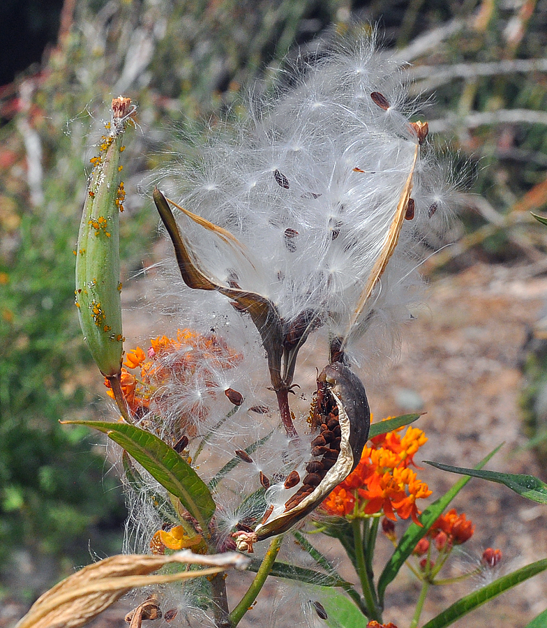 Asclepias curassavica