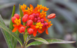 Asclepias curassavica