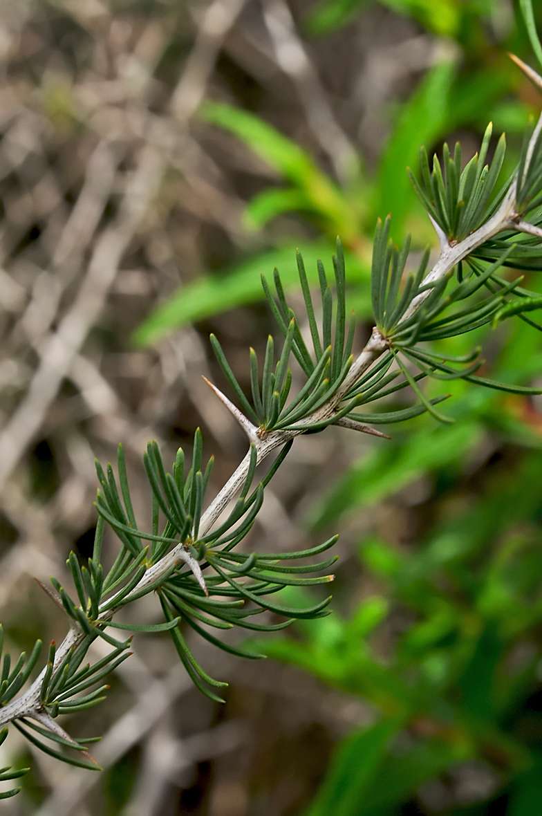 Asparagus albus