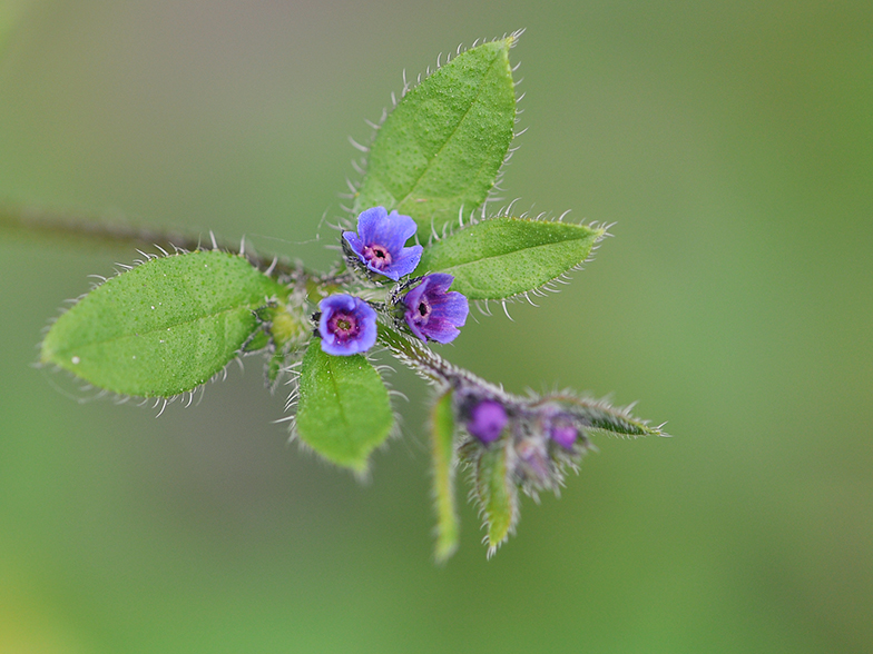 Asperugo procumbens