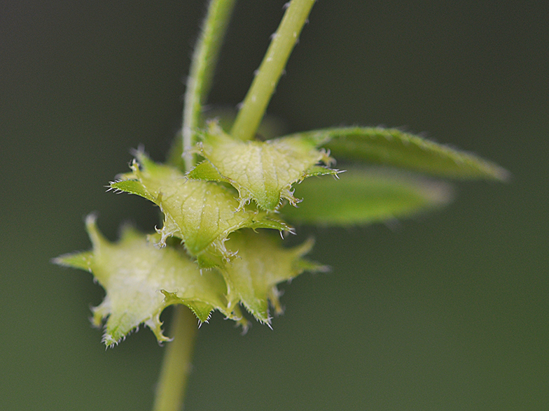 Asperugo procumbens