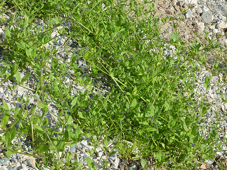 Asperugo procumbens