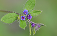 Asperugo procumbens